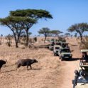 TZA MAR SerengetiNP 2016DEC24 LemalaEwanjan 024 : 2016, 2016 - African Adventures, Africa, Date, December, Eastern, Lemala Ewanjan Camp, Mara, Month, Places, Serengeti National Park, Tanzania, Trips, Year